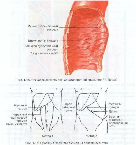 Место проекции желчного пузыря на переднюю брюшную. Место проекции желчного пузыря на переднюю брюшную стенку. Проекция сфинктера одди. Точка проекции желчного пузыря. Точка проекции желчного пузыря.