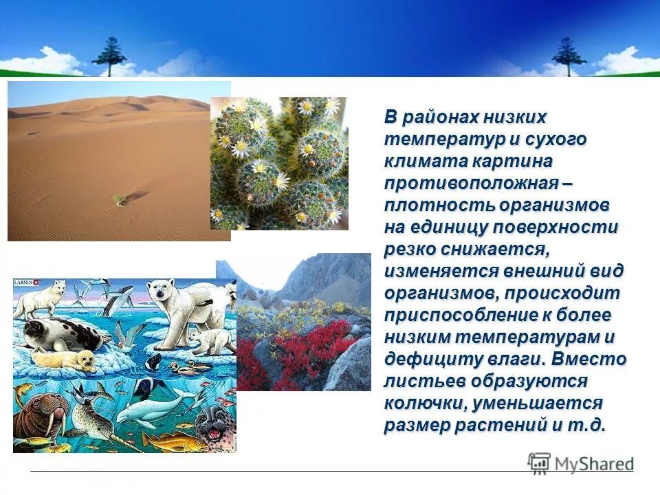 карта изотерм июля и января россии. средние температуры евразии. климатические зоны. самая высокая температура в евразии. климат россии.