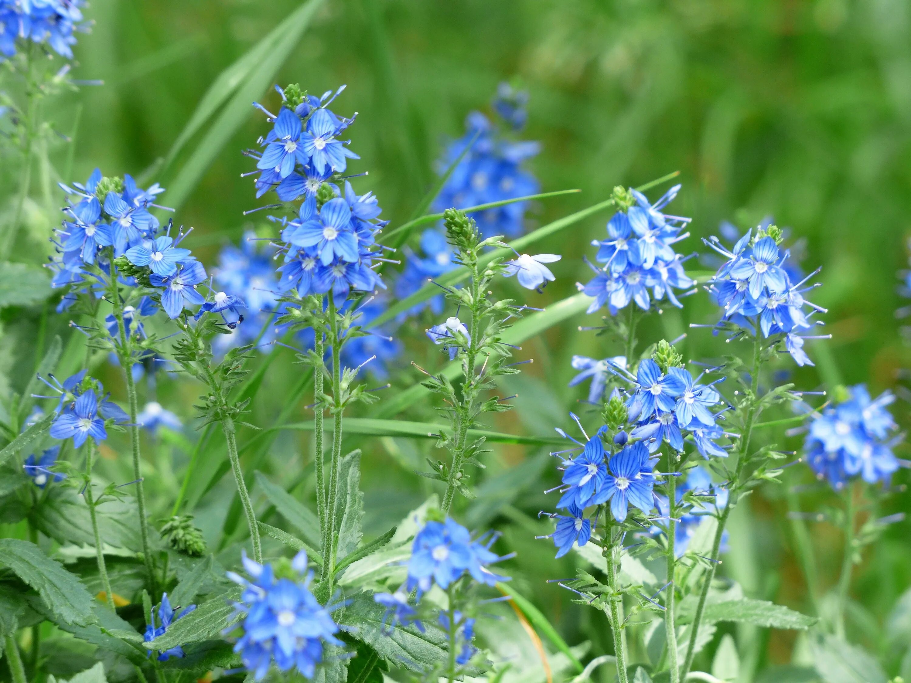 Трава с голубыми цветами на ш