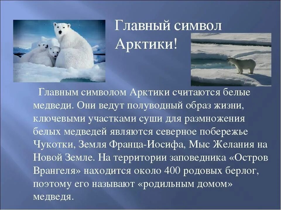 Сообщение об Арктике. Рассказ про Арктику. Животные Арктики. Доклад про Арктику. Сколько суток в арктических пустынях