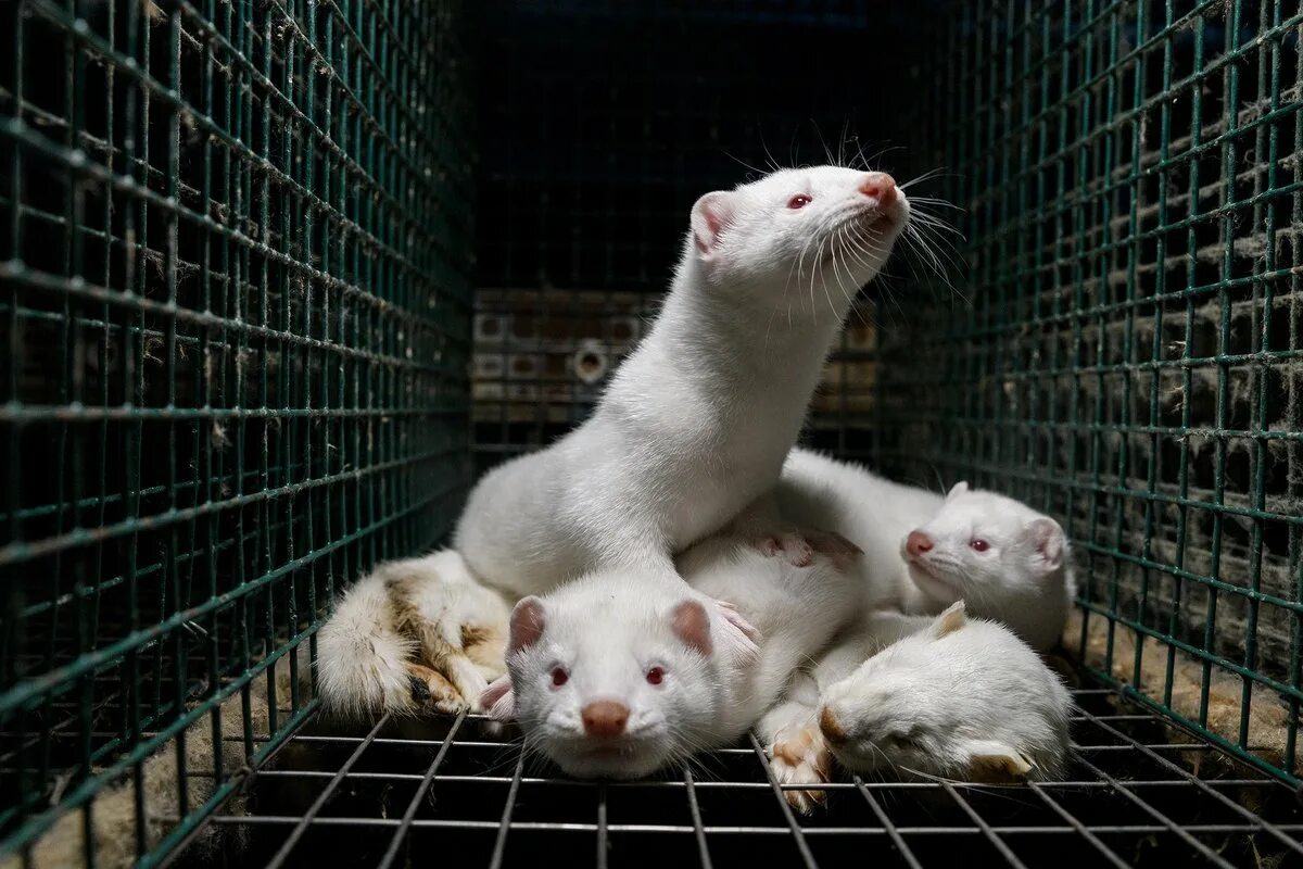 Звероферма норки в россии. Звероферма норки. Звероферма соболь. Содержание норки. Звероферма андрейково.