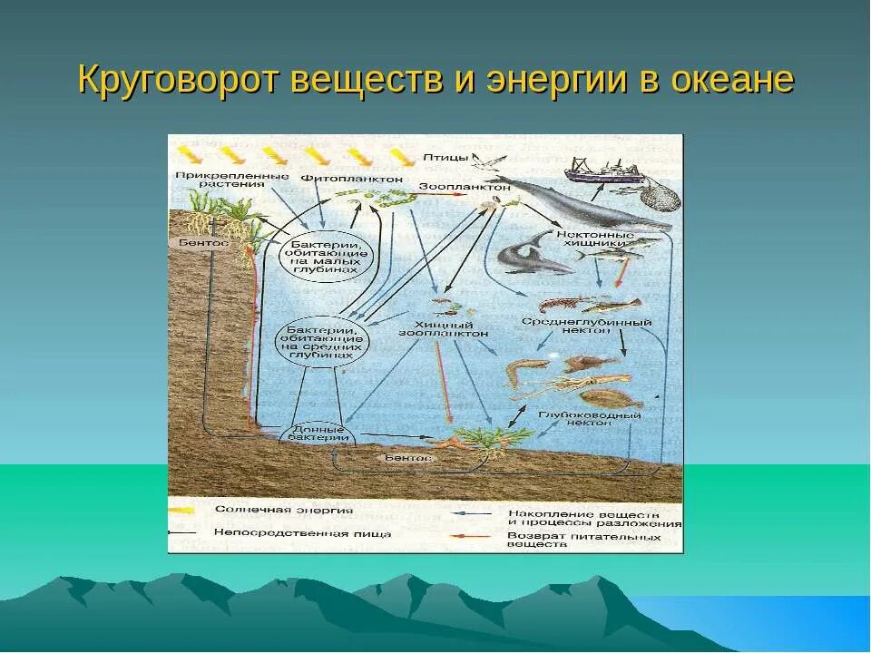 Схема жизнь в океане. Круговорот веществ. Круговорот веществ и энергии. Круговорот веществ в океане. Мировой круговорот веществ.