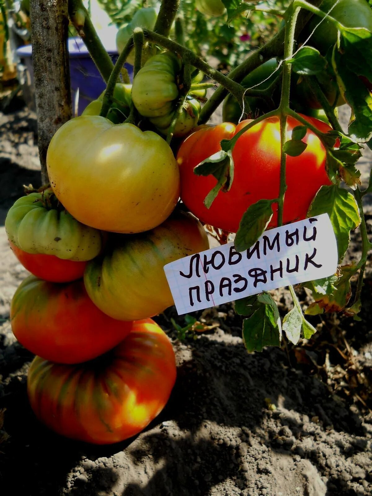 Томат любимый праздник характеристика. Томат любимый праздник. Томат винтаж. Помидор сорт любимый праздник. Томат гном фестиваль аделаиды отзывы.