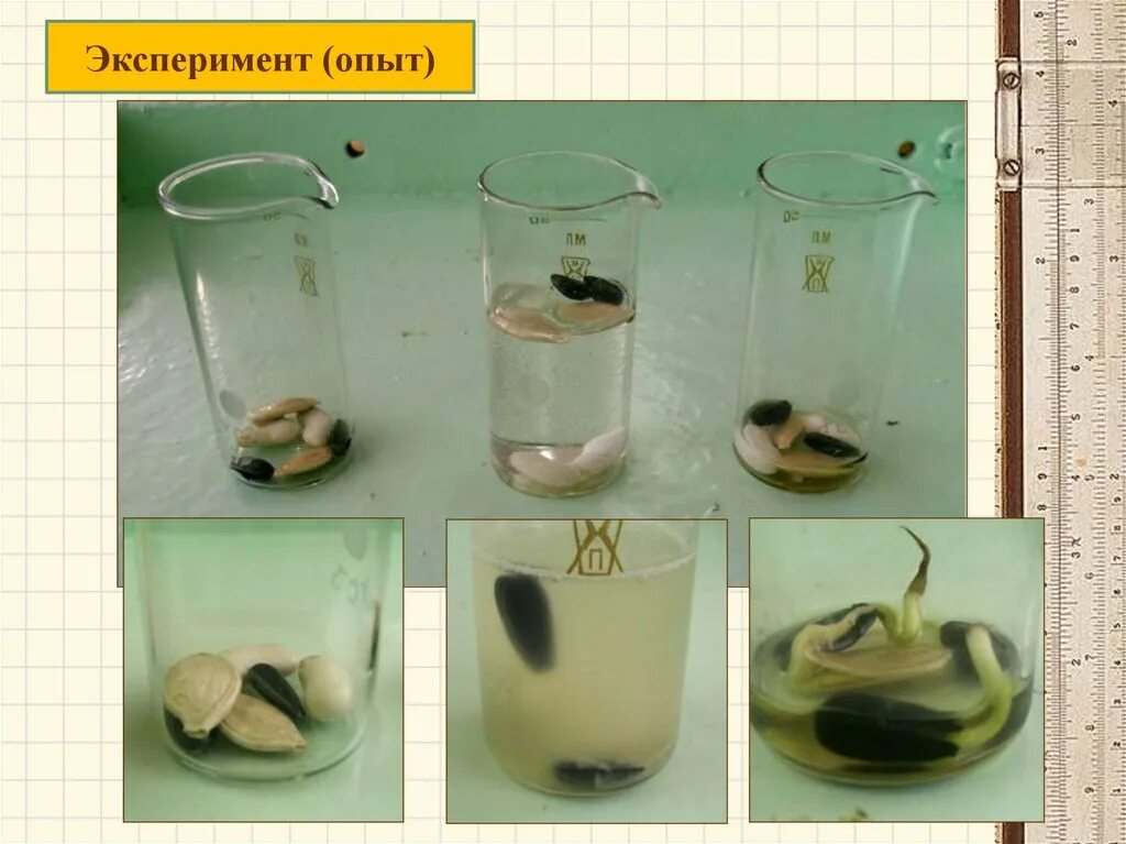 Короткий опыт. Опыты по биологии. Эксперимент по биологии. Эксперимент в биологии. Опыты с растениями.