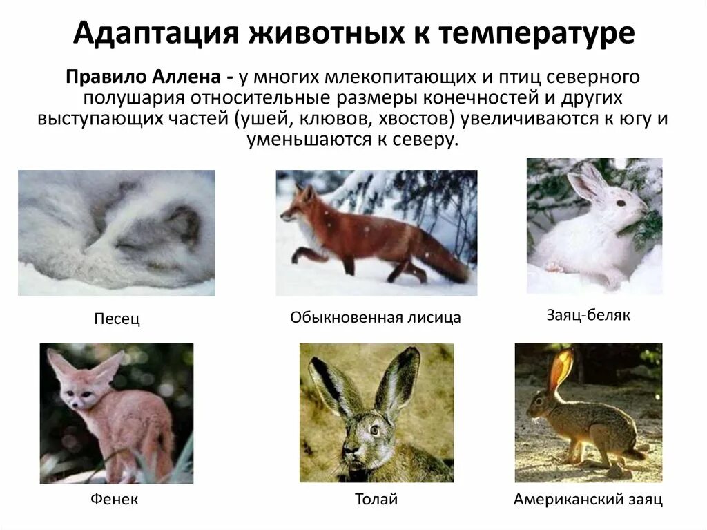 3 примера адаптации животных. Приспособления животных к низким температурам. адаптация животных к температуре. адаптации млекопитающих. приспособленность адаптация.