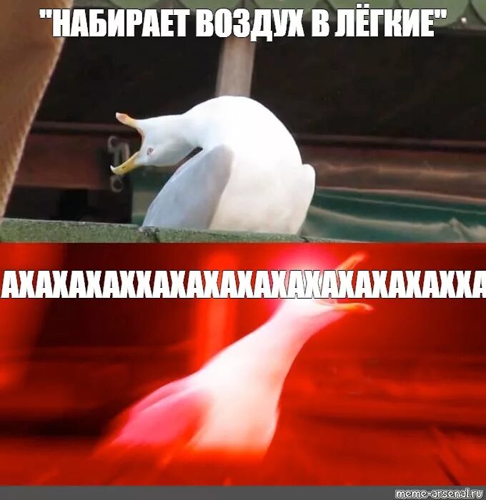 Часто глубокий вдох. Мем с чайкой глубокий вдох. Мем Гусь глубокий вдох. Чайка Мем. Глубокий вдох аааа.