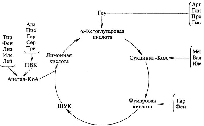 Взаимосвязь биосинтеза белка и дыхания