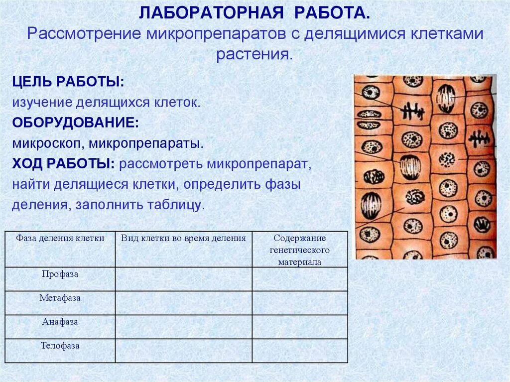 Митоз какой метод исследования. Митоз клетки биология 10 класс. Исследование микропрепарата с делящимися клетками растения.