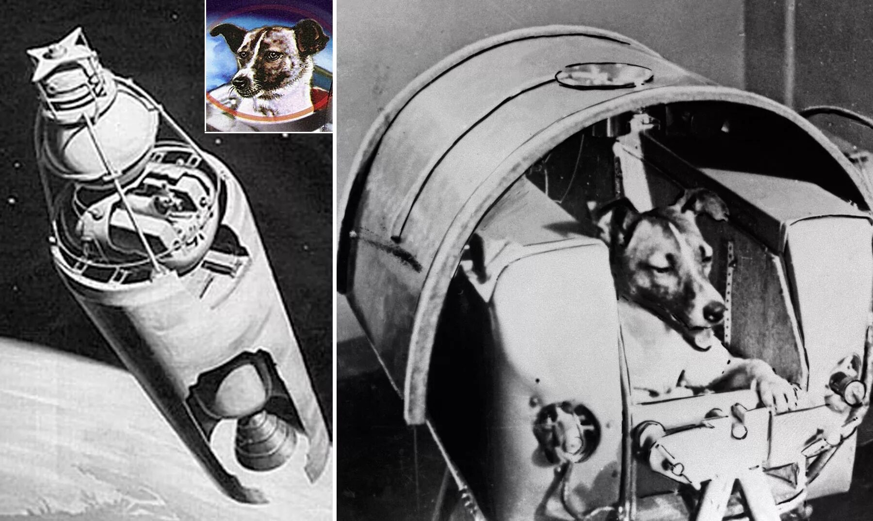 Второй советский спутник. Лайка первый космонавт. Первая собака космонавт лайка. Собака лайка 1957. Спутник 2 лайка.