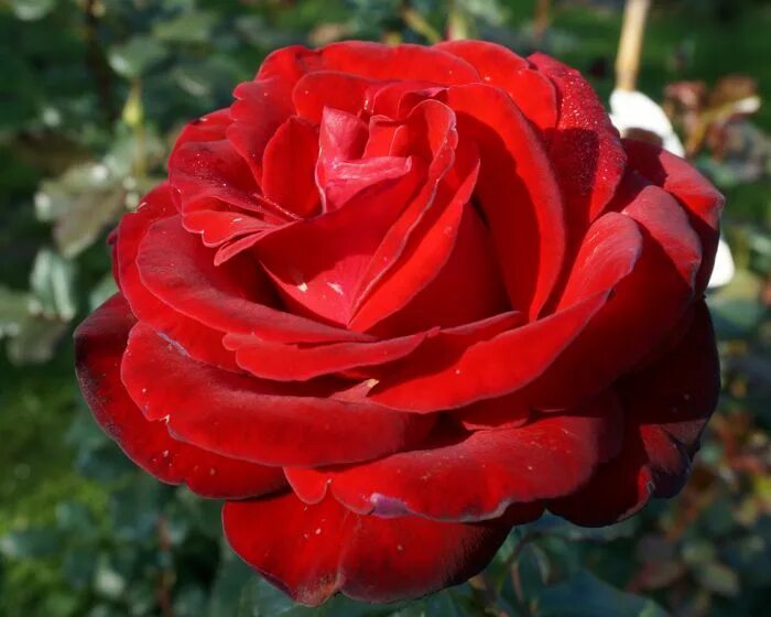 грандифлора саженцы розы