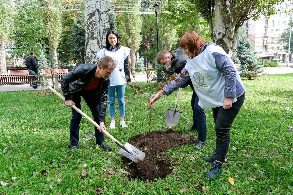 В ряд высадили 12 деревьев. Высадка аллеи деревьев. "Зеленые" высадка деревьев. Посадка деревьев в Волгограде. В Волгограде высадили деревья.