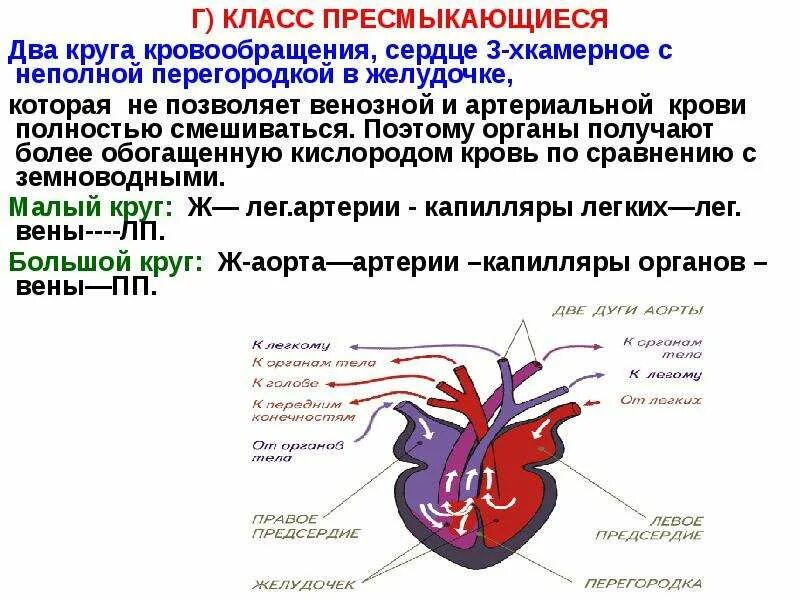 Камеры сердца у рептилий. Сердце пресмыкающихся круги кровообращения. Трёхкамерное с неполной перегородкой в желудочке. Строение сердца рептилий. Строение сердца пресмыкающихся.