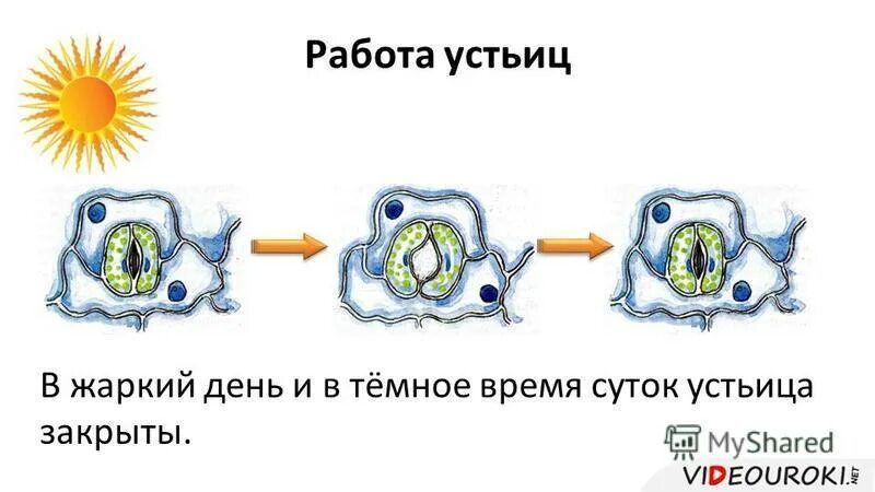 В жаркий солнечный день устьица закрыты