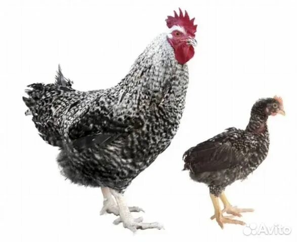 Продам/купить гризбар - Мулард, Бройлеры, Индюшата - Одесская обл - Agro-Ukraine