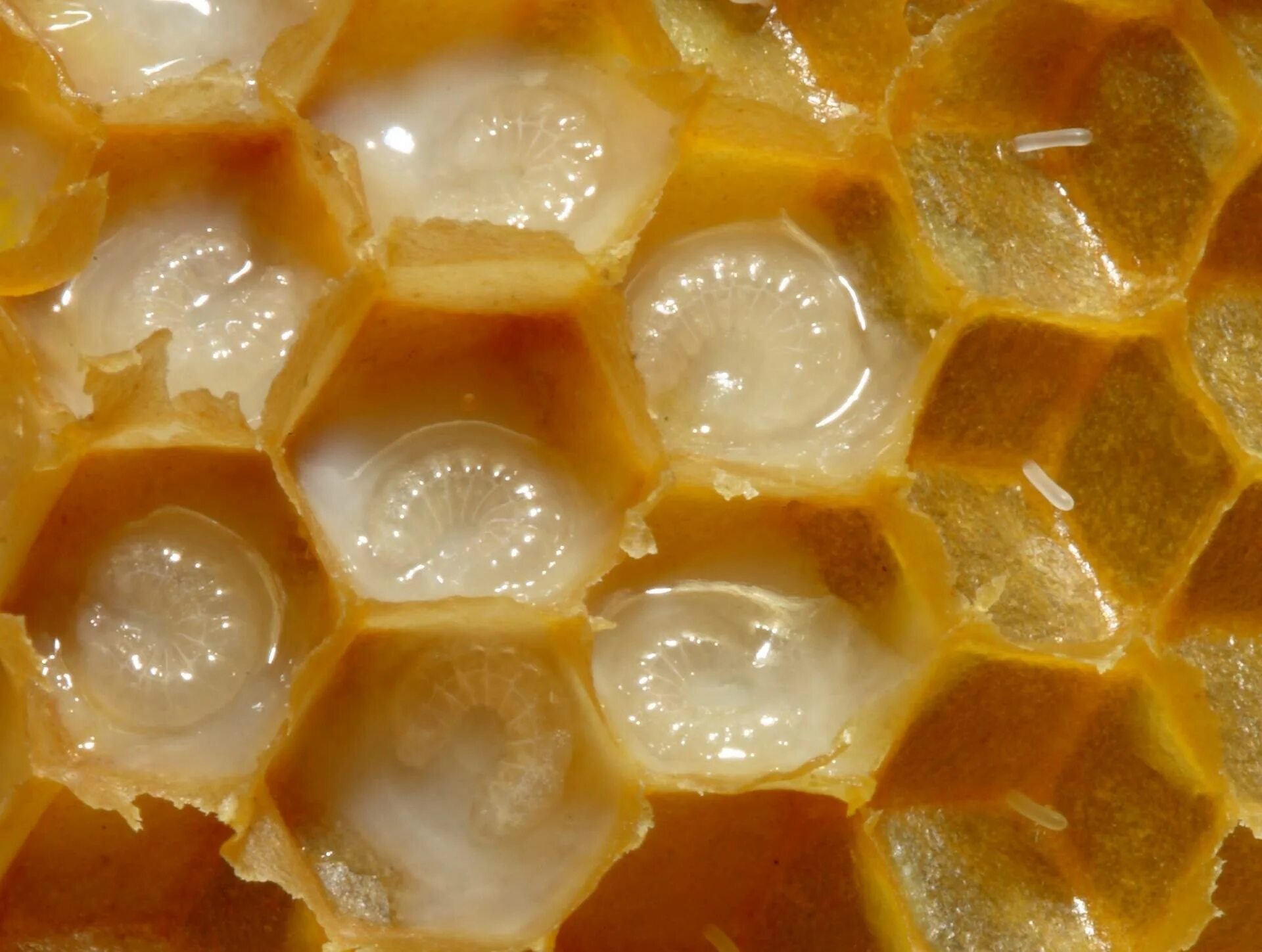 Royal Jelly маточное молочко. Мед с пчелиным маточным молочком. Маточное молочко Австралия (Royal Jelly healthy Care). Пчелиное маточное молочко (Королевское желе).