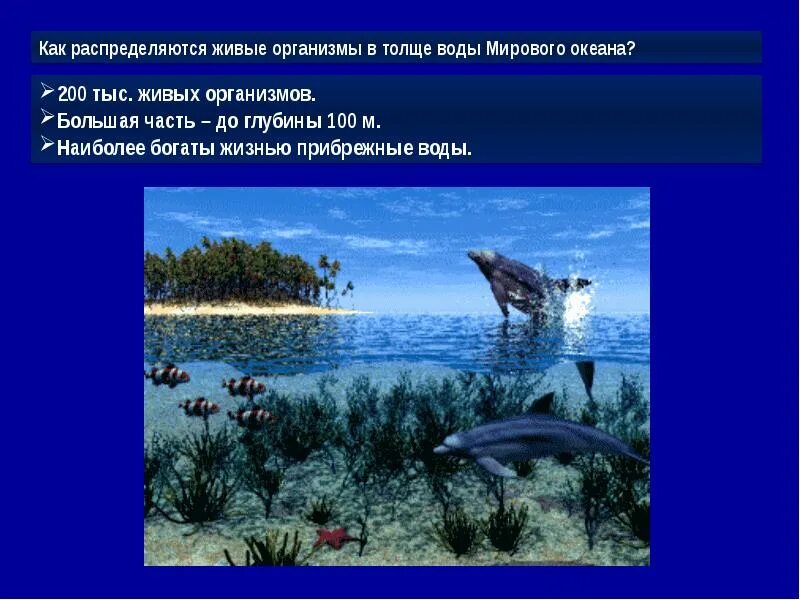 Обитание в толще воды. Живые организмы мирового океана. Живые организмы в океане. Живые организмы в Водах мирового океана. Организмы обитающие в толще воды.