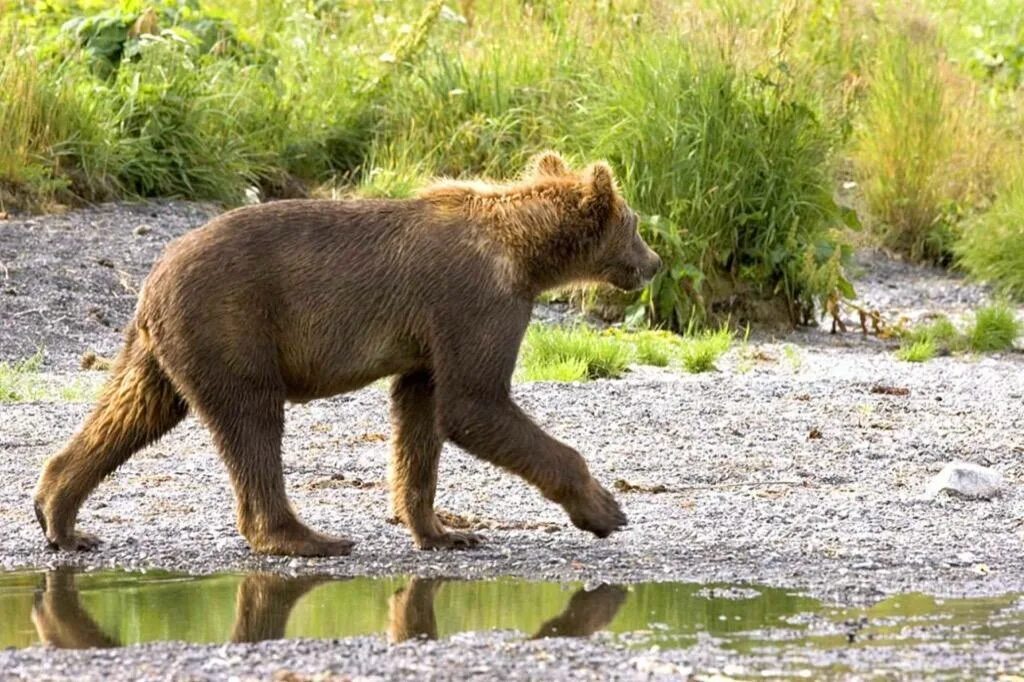 Bears walk