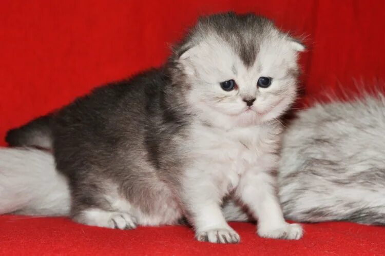 Котята. Шотландцы. Серебряная шиншилла - купить в Самаре, цена 5 000 руб., прода