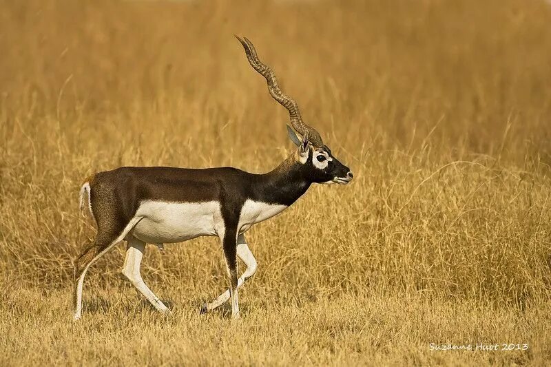 Антилопа америки 7 букв. Антилопа blackbuck. парнокопытные антилопа. винторогая антилопа. винторогая антилопа гарна.