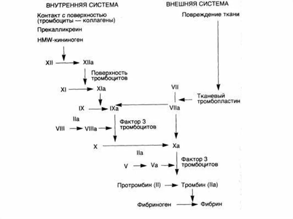 Схема свертывания крови образование сгустка. Внутренний механизм свертывания крови. Каскад свертывания крови схема. Схема этапов и фаз свёртывания крови. Образование тромба попадание факторов свертывания в плазме