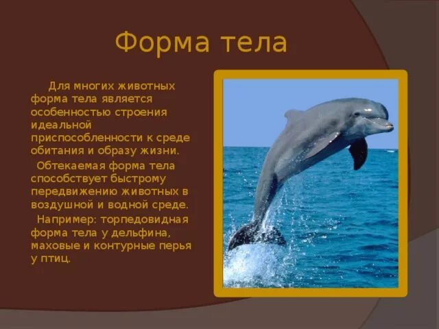 Животные обитатели воды имеют обтекаемую форму тела. Обтекаемая форма тела. Обтекаемая форма тела у животных. Приспособление к среде обитания дельфина. Формы приспособления у дельфина.