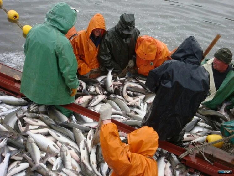 Где добыть рыбу. Рыбная промышленность Камчатки. Промысел лосося на Камчатке. Добыча рыбы на Камчатке. Промысел горбуши.