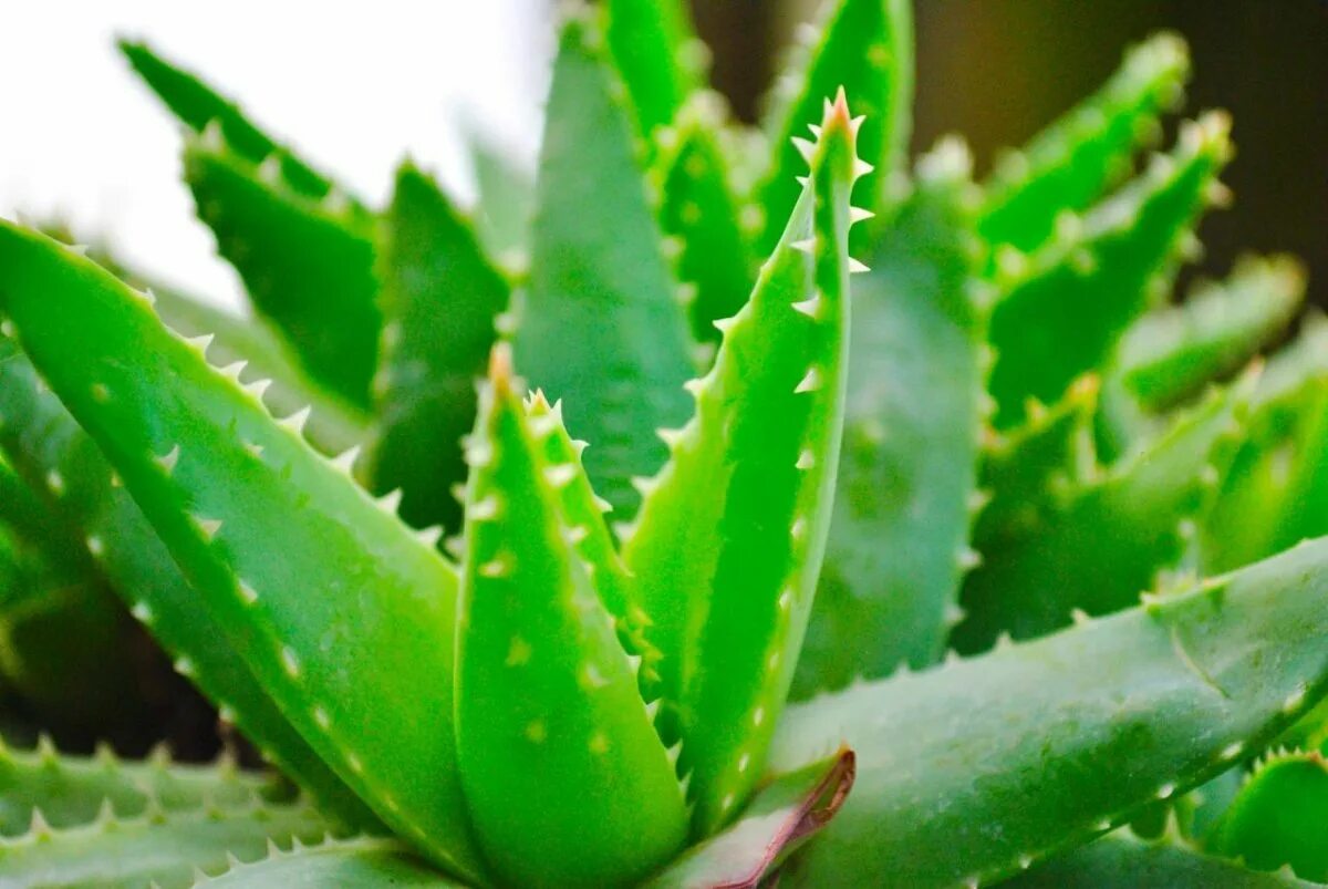 Aloe via