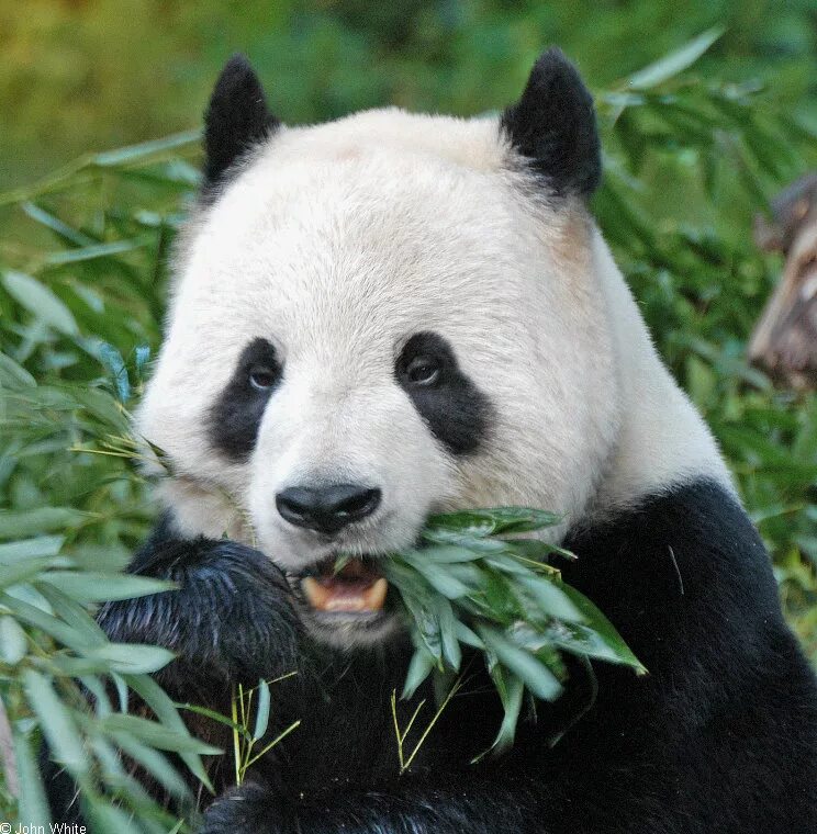 Животное ис. Большая Панда (Ailuropoda melanoleuca).. Большая Панда Международная красная. Необычные панды. Редкая Панда.