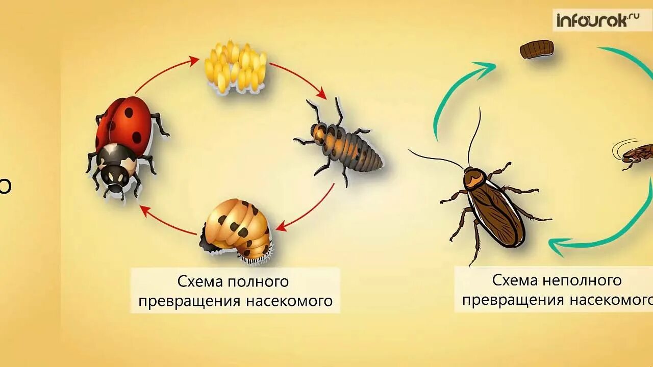 Стадия жизни насекомого. Размножение насекомых схема. Схема неполного превращения насекомых. Цикл развития насекомых. Жизненный цикл насекомых схема.