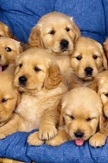 Dogs 10