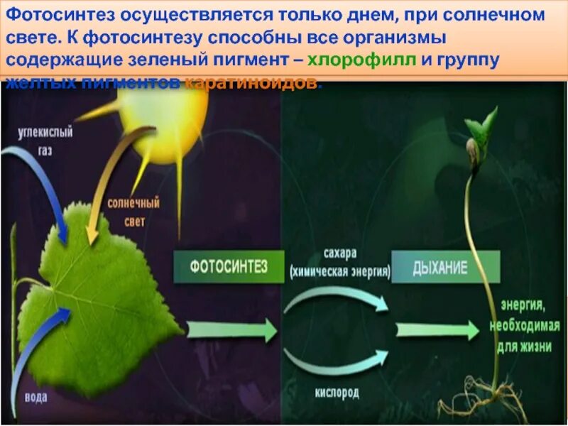 Фотосинтез относится к животным