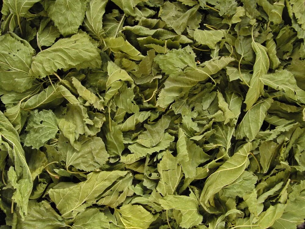 Листья тутовника. Чай из шелковицы. Тутовый чай. Чай из тутовника. Шелковица высушенная.