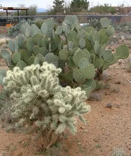 Opuntia ficus indica