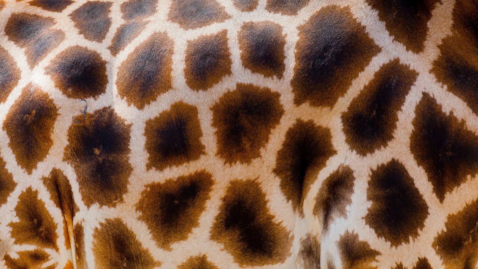 Пятна жирафа. Шкура жирафа. Кожа жирафа. Пятнистый фон. Spotted skin
