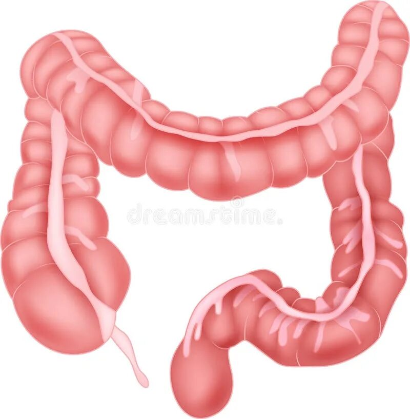 The small intestine