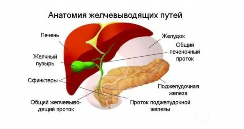 Схема желчевыводящих протоков. Строение печени и желчного пузыря. Желчный пузырь и протоки анатомия. Протоки желчного пузыря схема.