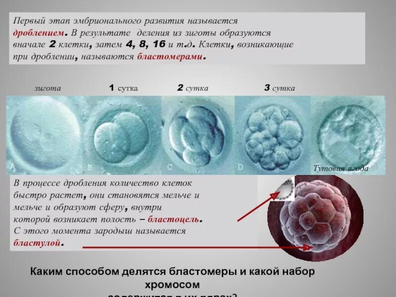 Первые клетки возникли. Дробление эмбриональный этап. Онтогенез дробление зиготы. Этапы эмбрионального развития дробление. Этапы мбрионального раз.