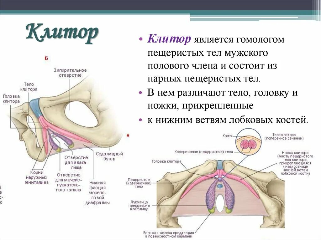 Ощущения первого полового акта