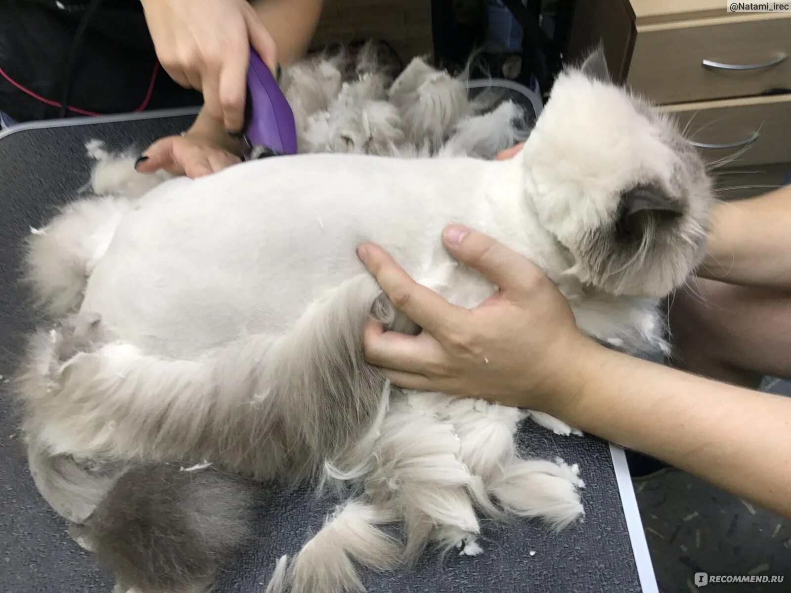 Как подстричь кошку машинкой