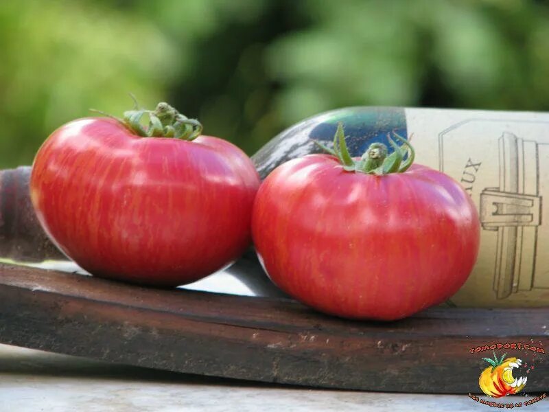 партнер томат ниагус. томат марочное вино. томат вертейдж вайн характеристика и описание. помидор винтейдж вайн. томат винтаж партнер (10шт.
