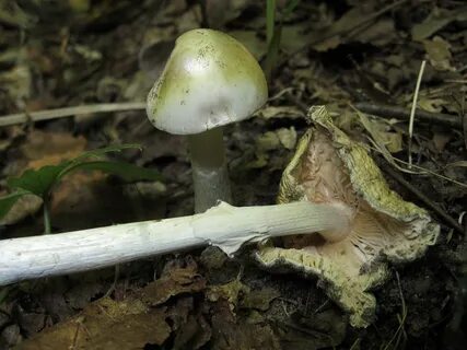 Едят ли бледную поганку