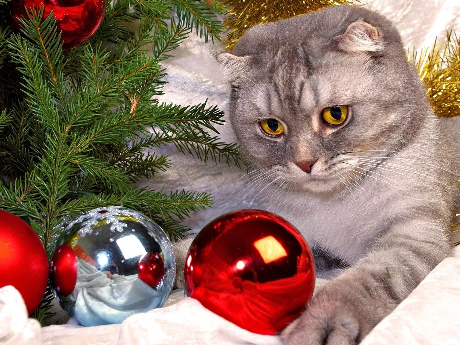 Фото новогоднего кота. Фото новогоднего кота