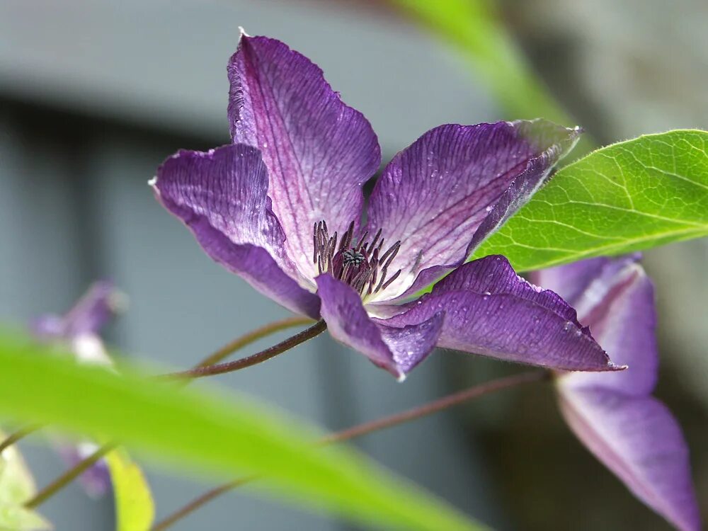 Клематис веноза виолацеа фото и описание. Клематис Веноза. Клематис venosa violacea. Клематис Венома виоляция. Клематис виолацея Веноза Виолацеа.