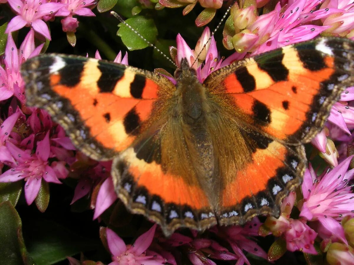 бабочка махаон пестрая. цветок перламутровка. пестрая бабочка. пестрый мотылек. махаон бабочка махаон.
