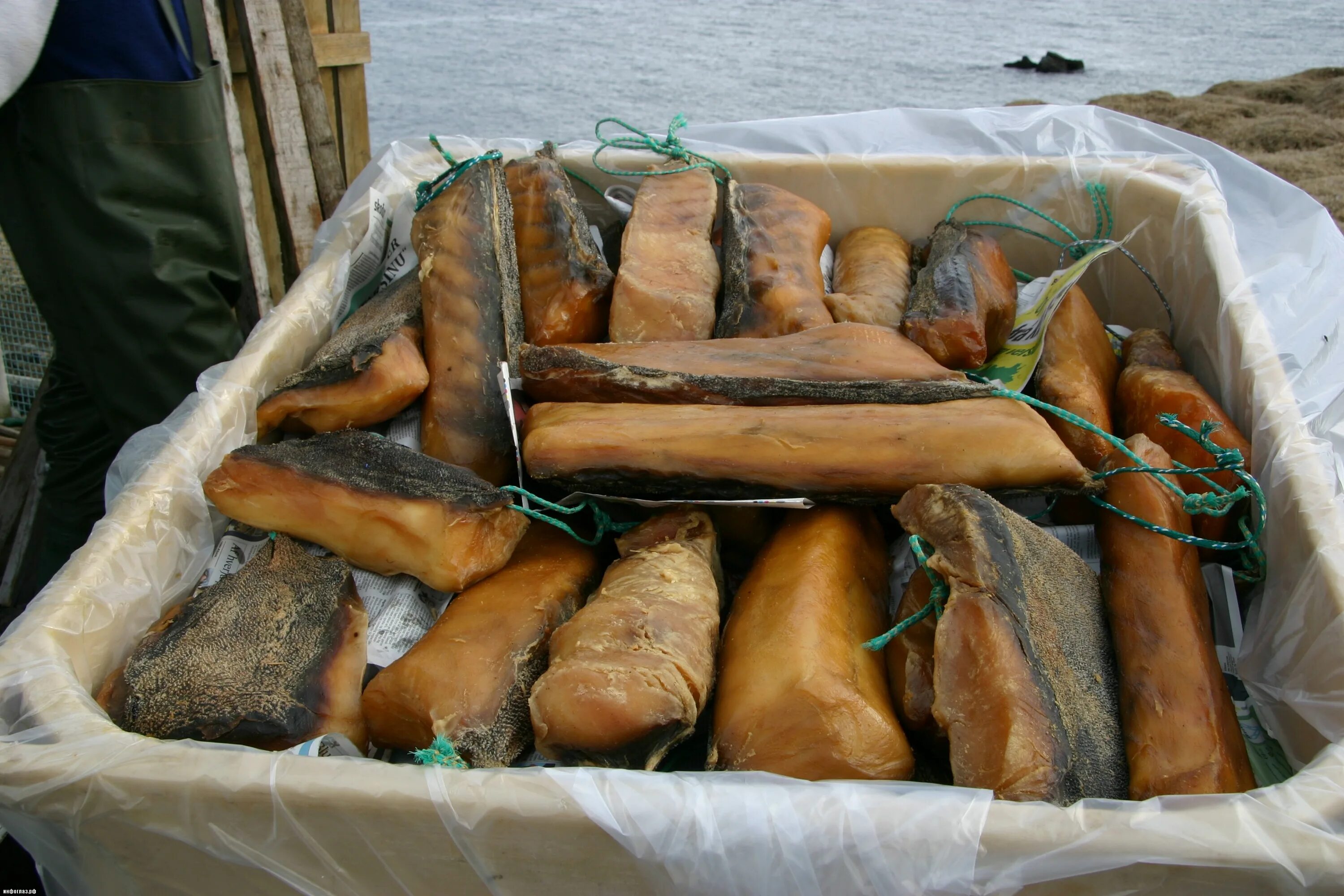 хаукарль национальное блюдо исландии. хаукарль (вяленое мясо гренландской полярной акулы) - исландия. хаукарль (вяленое мясо гренландской полярной акулы) - исландия. хаукарль национальное блюдо исландии. тухлая акула деликатес.