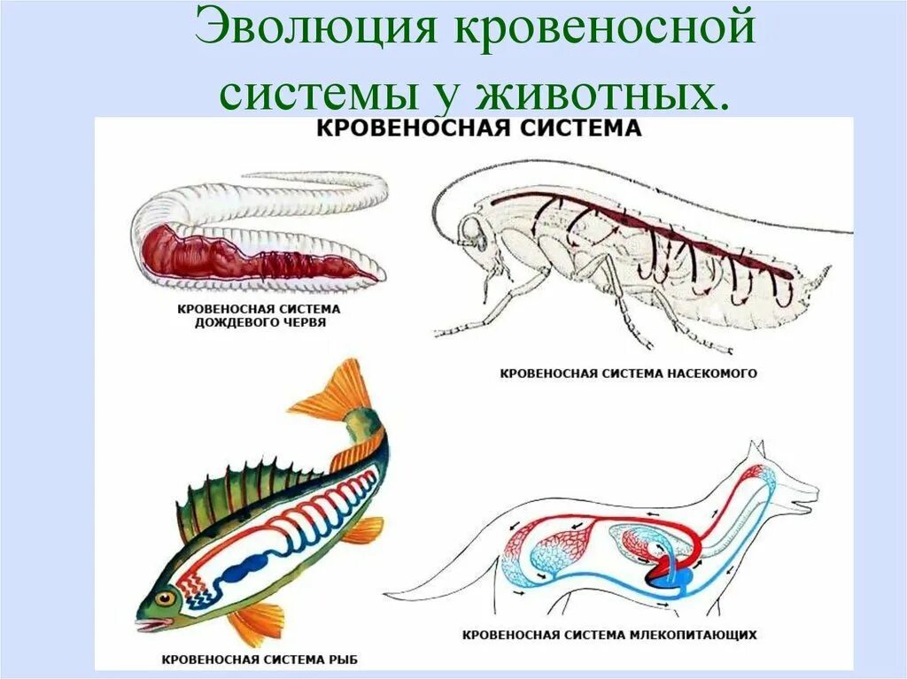 Системы органов животных схема. Кровеносная система рыб и млекопитающих. Кровеносная система червей и рыб. Кровеносная система рыбы рисунок. Сердце беспозвоночных