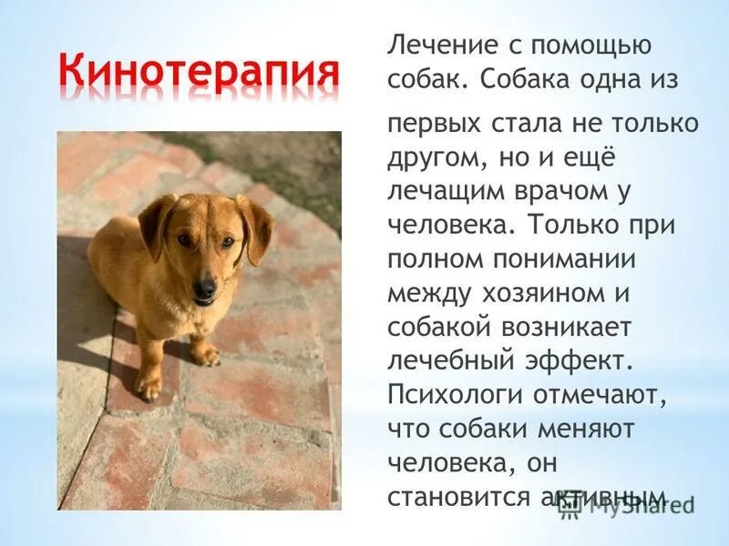 Предложение с помощью собаки. Предложение с помощью собаки