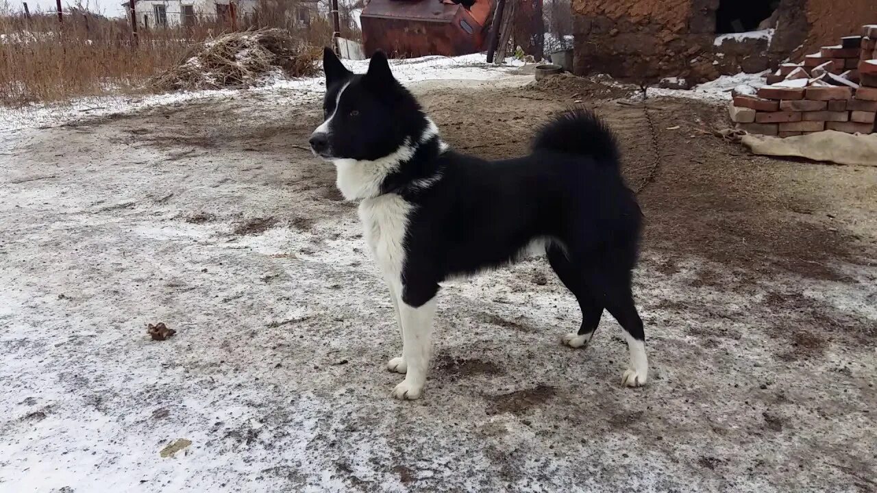 Белая лайка с туруханского края. Лайки рука. Порода собак нордик. Лайка сибирская европейская. Восточно-европейская лайка.