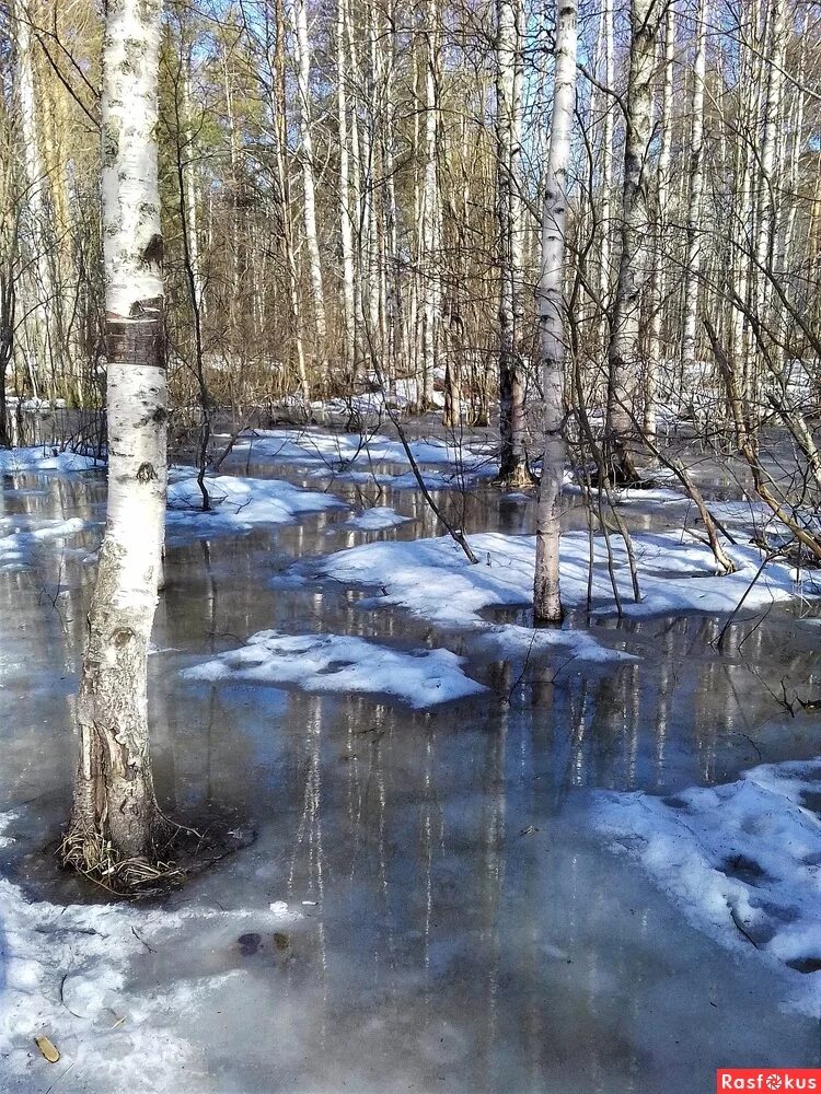 Талые воды. Таяние снега. Весенние ручьи. Талые воды весной