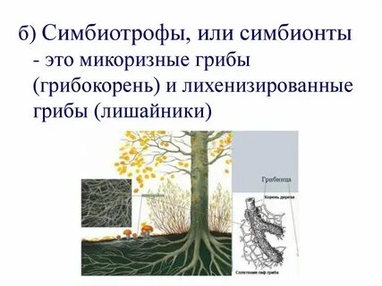 Грибокорень это